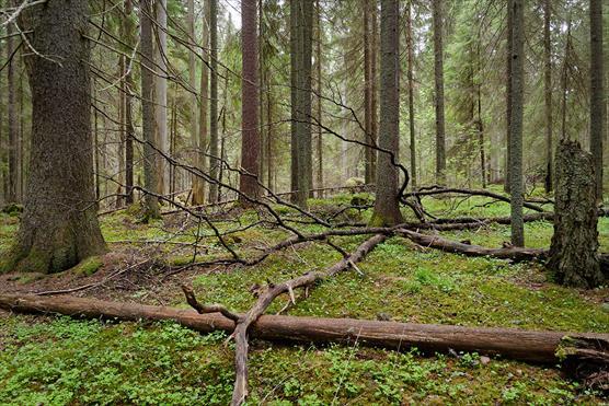 Vanhaa kangasmetsää